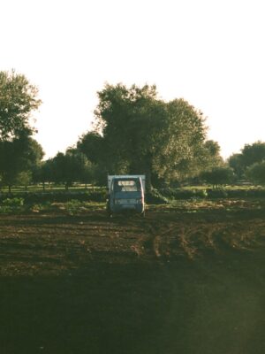 a film photo of olive trees in Puglia with a small truck out front working the land