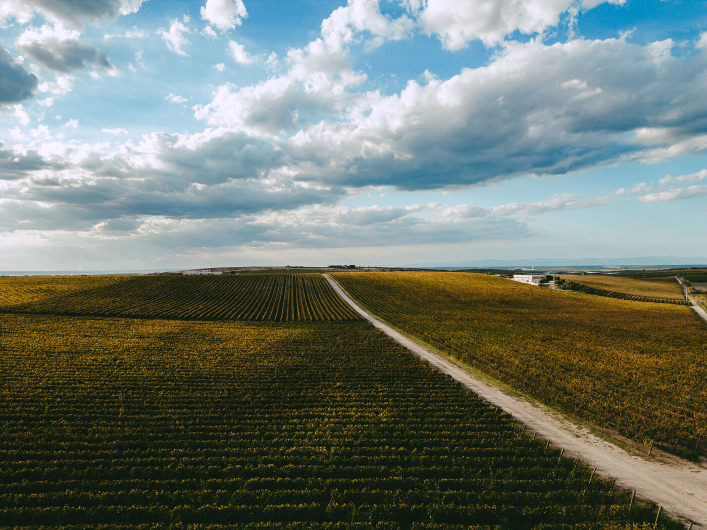 Tenuta Bocca di Lupo Vineyards sprawling under the blue sky