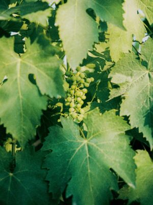 a close up image of a cluster of grapes amidst grape leaves