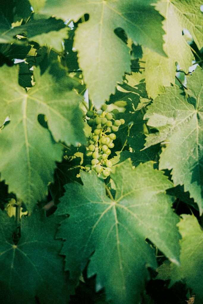 a close up image of a cluster of grapes amidst grape leaves