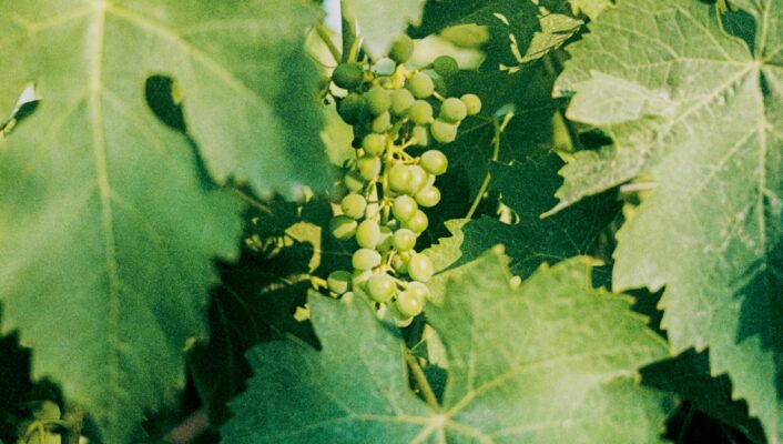a close up image of a cluster of grapes amidst grape leaves