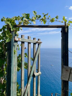a vine growing on the gate overlooking cinque terre