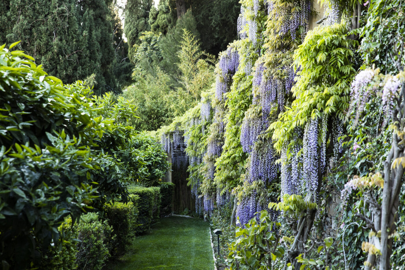 a a large wisteria plant dripping with purple flowers over a green grass pathway and other green bushes and plants at Villa della Pergola, Alassio