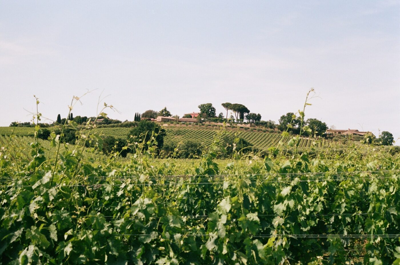 a closeup of the vineyard at Casa Newton with the house in the distance in the background