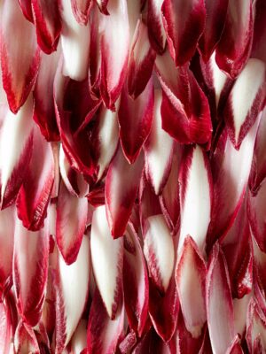 pretty pink Radicchio di Verona