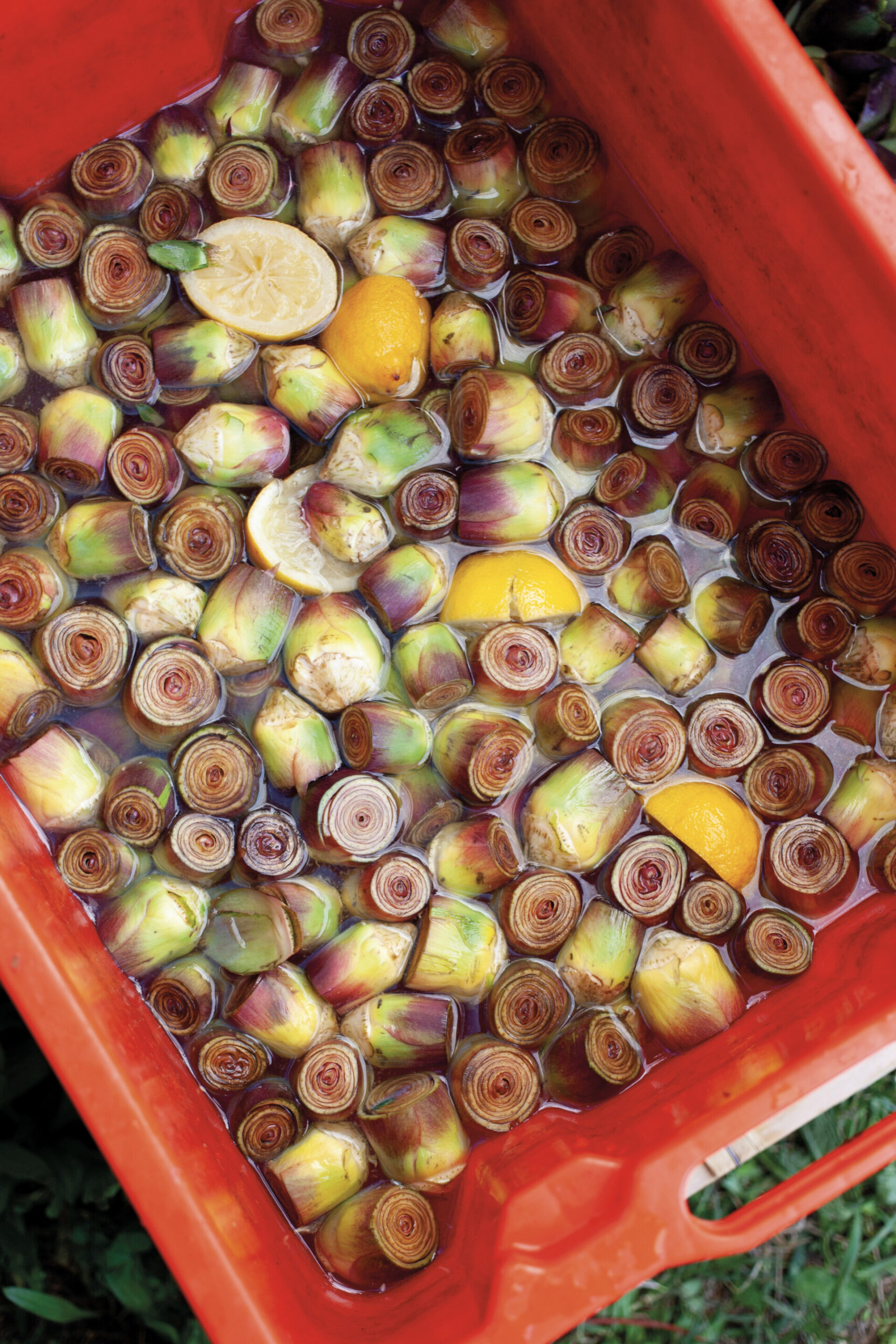 a bucket filled with soaking artichokes at the sagra