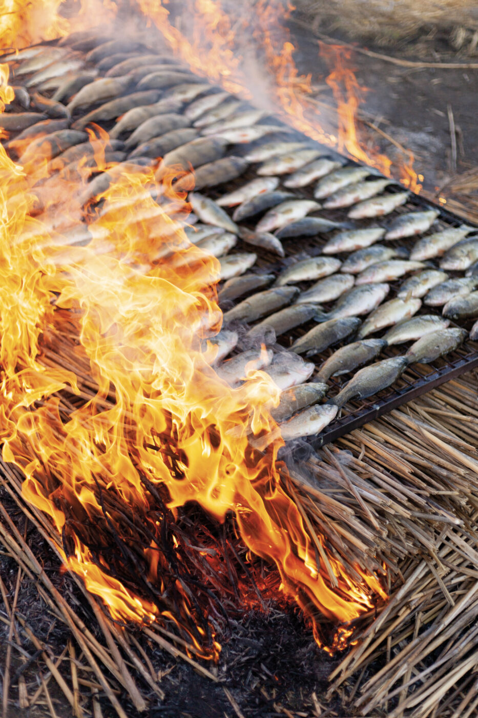 fish grilling over a fiery bed of wheat at the sagra del pesce in porto