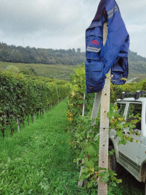 a vest hanging on a row of vines in the hills of Piedmont