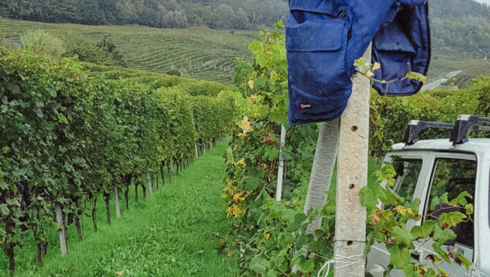 a vest hanging on a row of vines in the hills of Piedmont