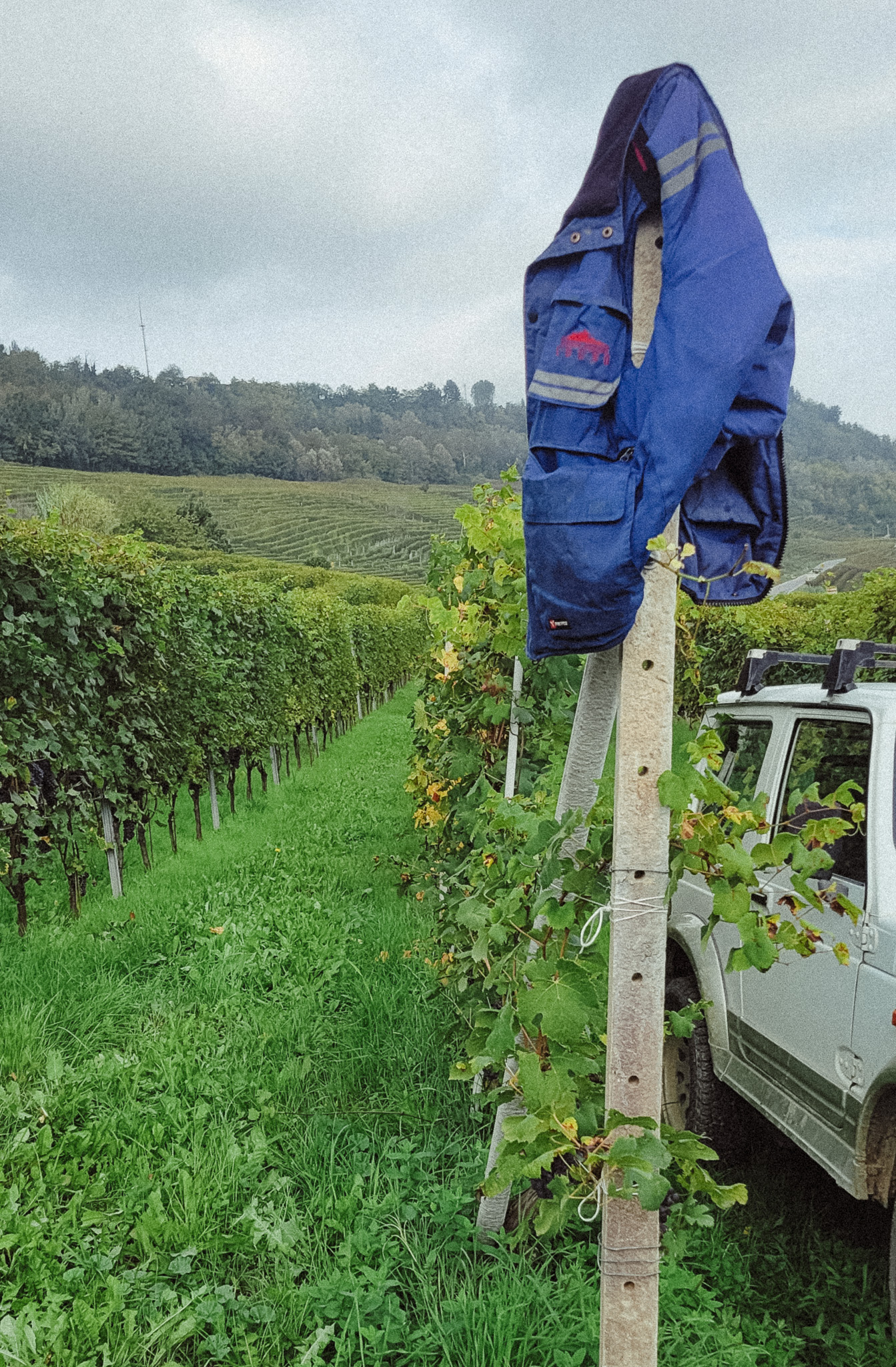 a vest hanging on a row of vines in the hills of Piedmont