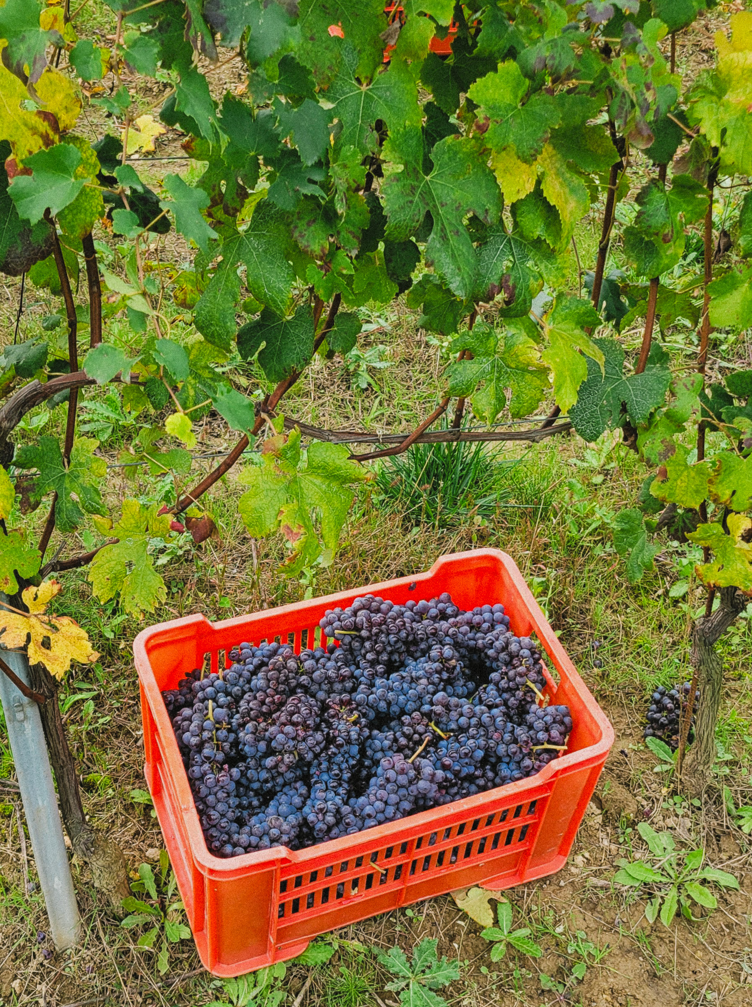 a bucket of grapes mid-harvest below grapevines in Piedmont