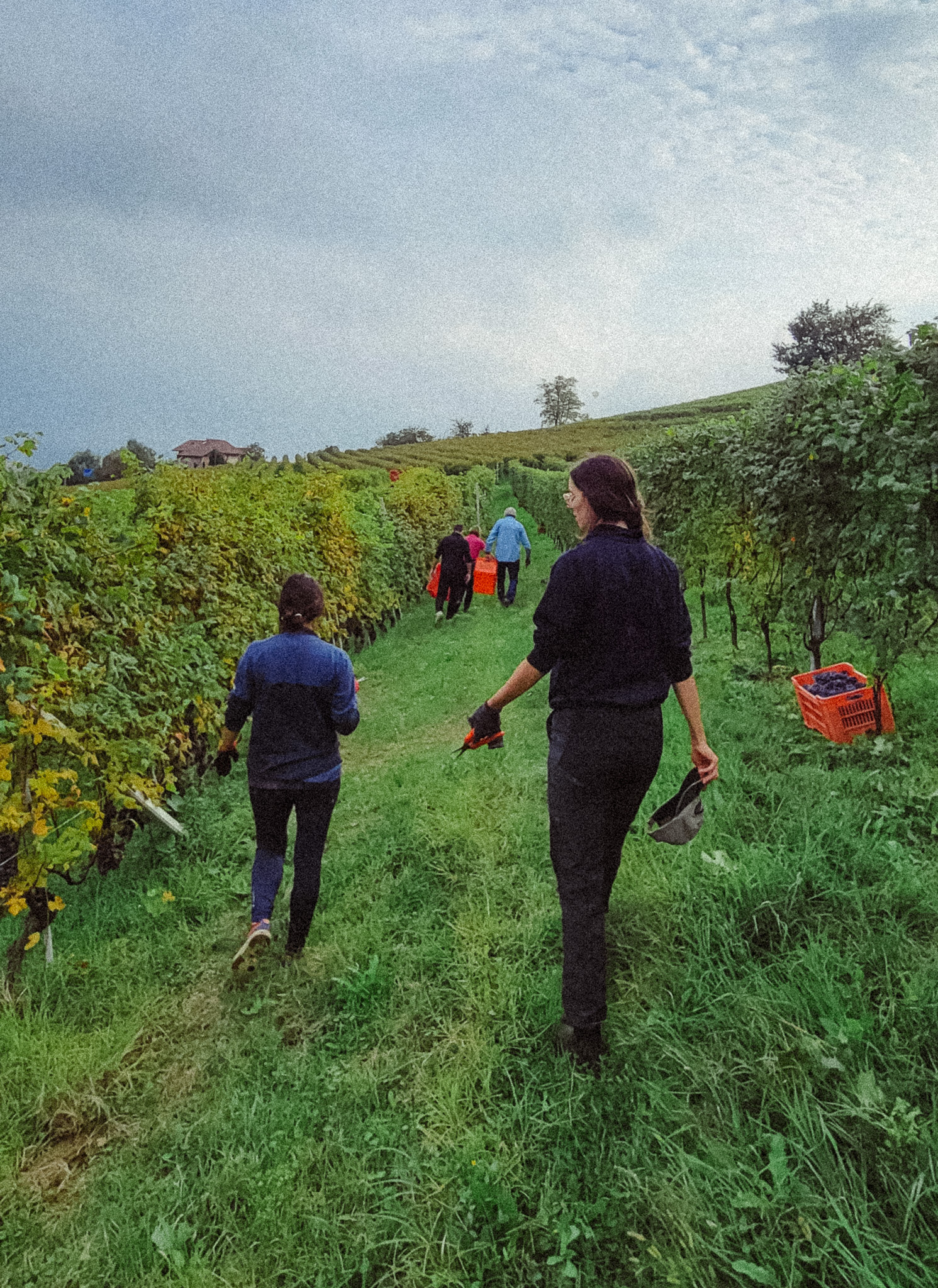 workers walking between grapevines during the grape harvest in Piedmont