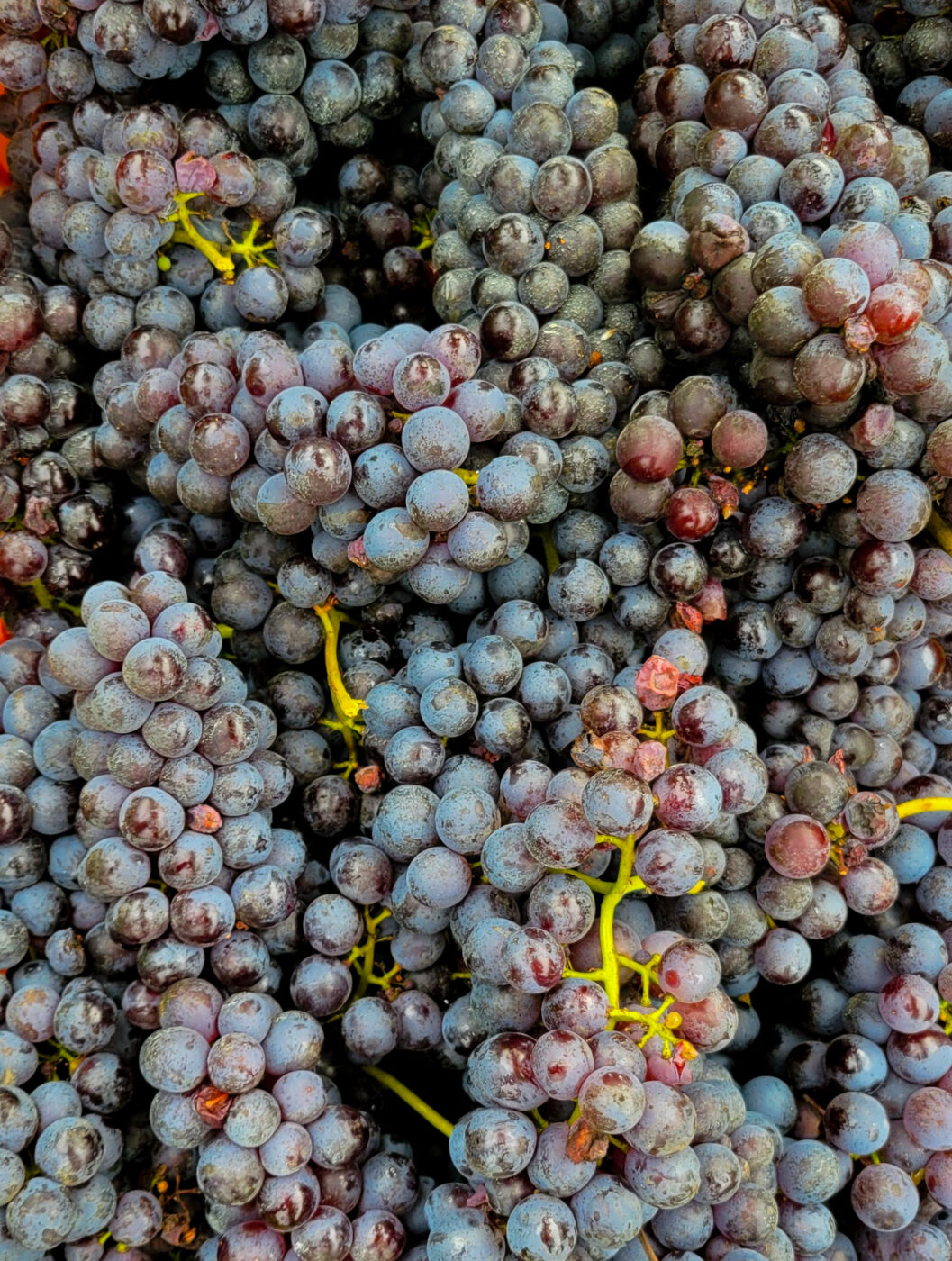 a close up image of a box filled with red grapes from a harvest in Piedmont