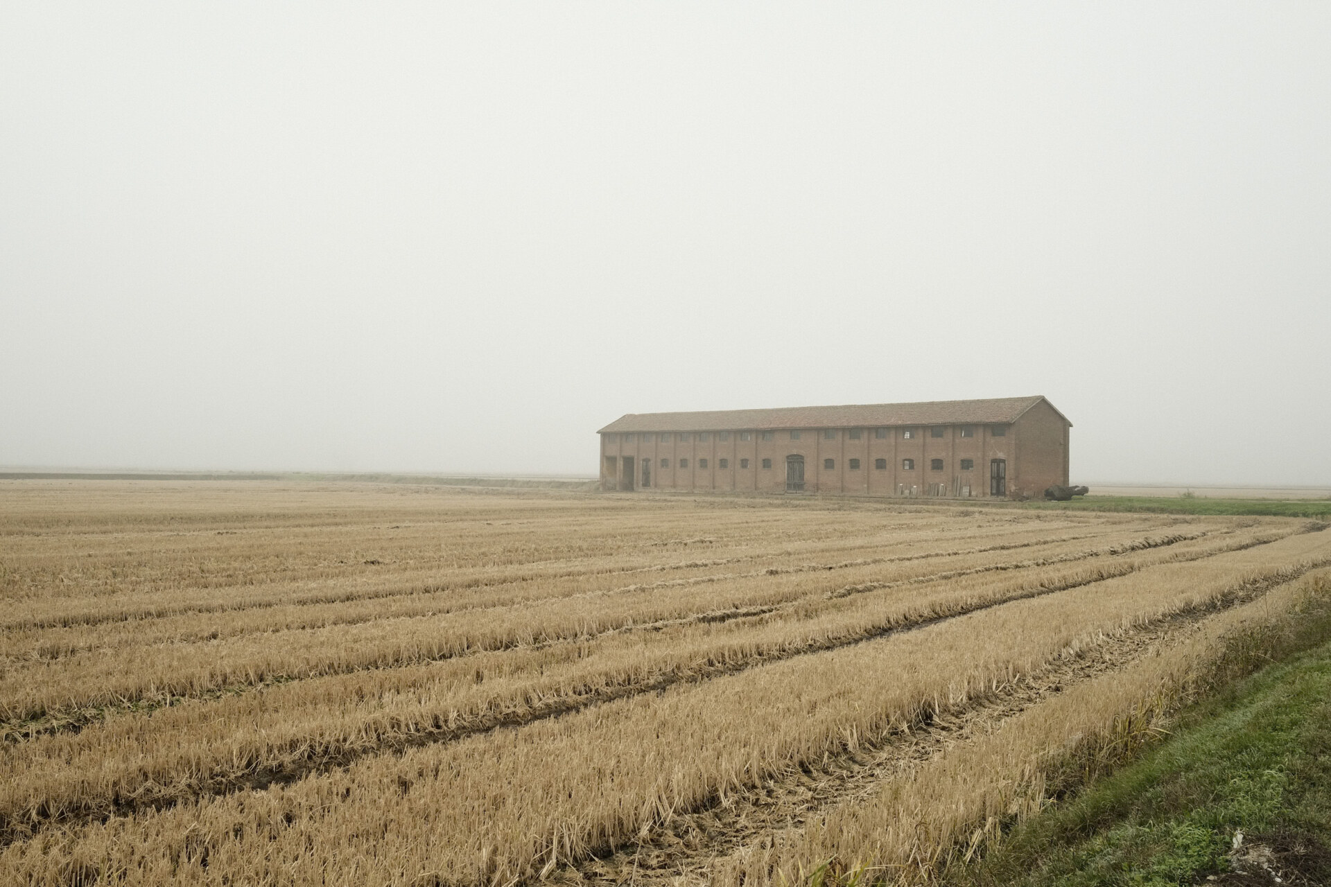 the rice fields in Vercelli