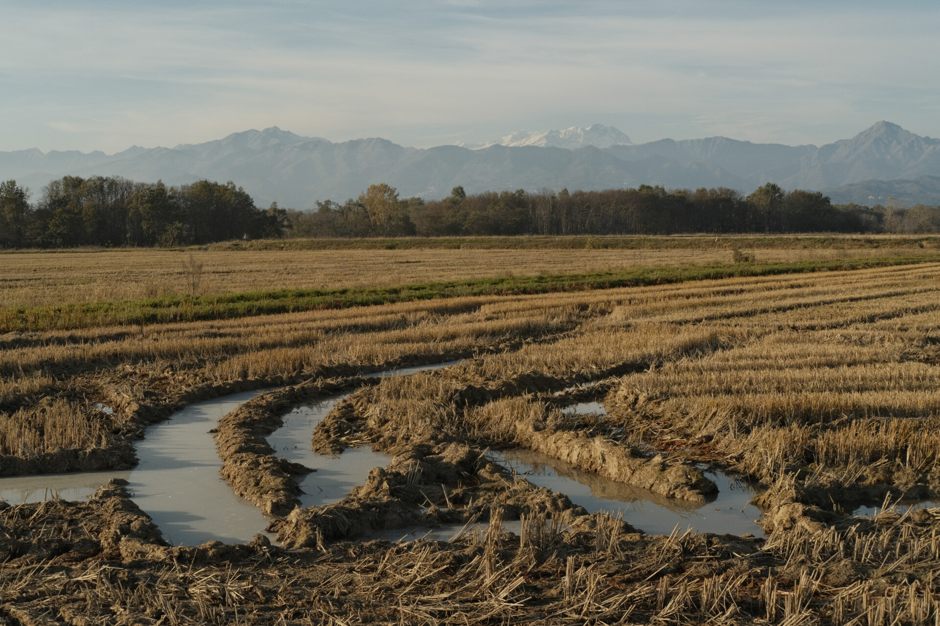 The muddy risaie of vercelli