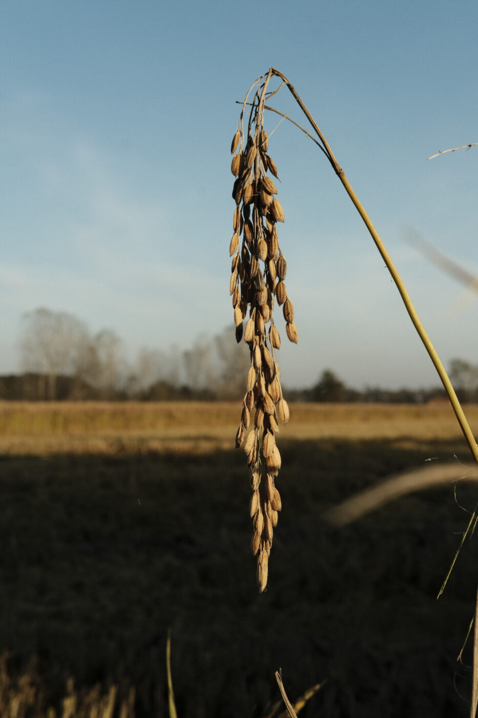 grains of rice hanging off of the plant