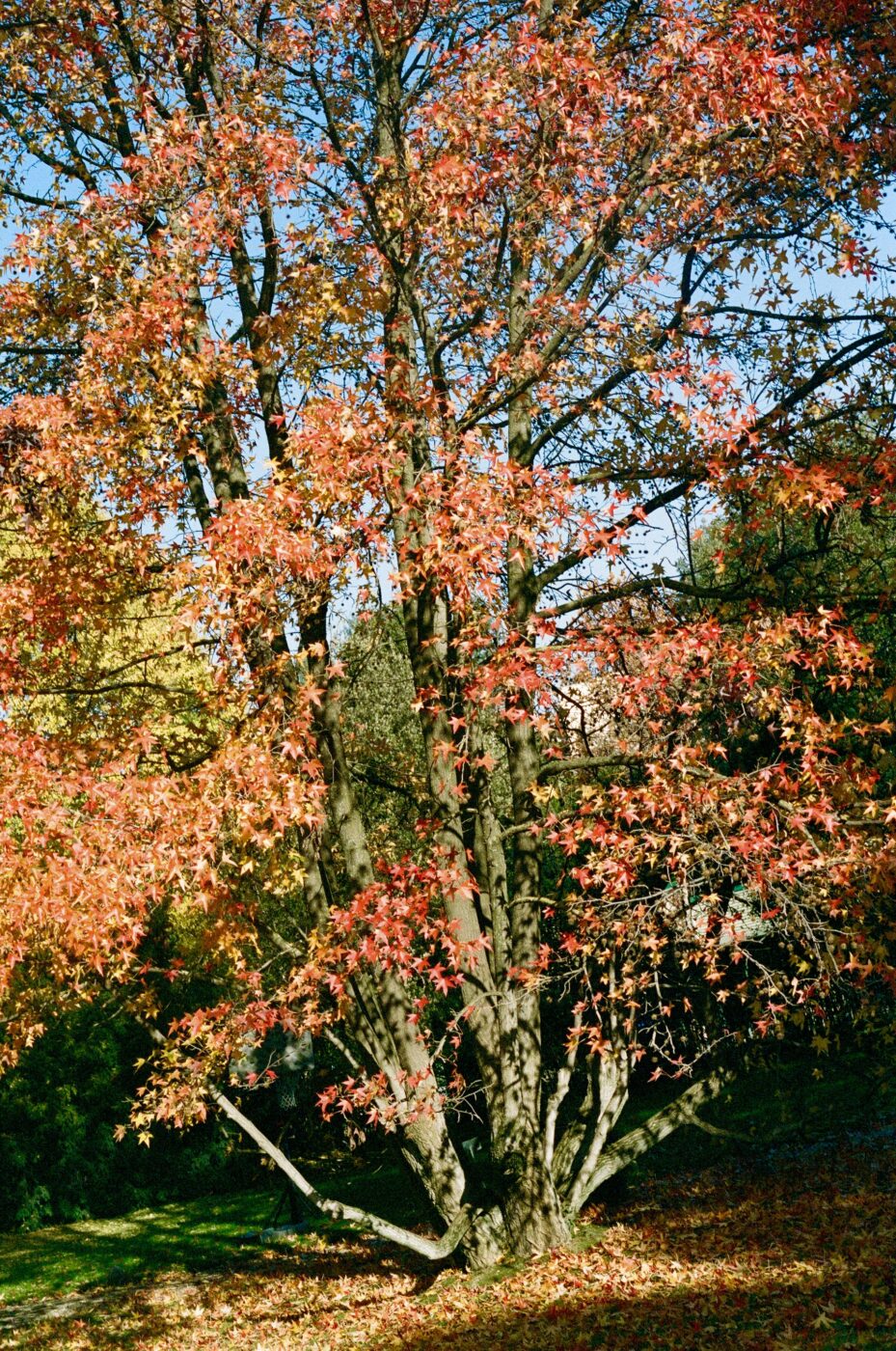 a tree in bloom in the garden of four seasons hotel firenze