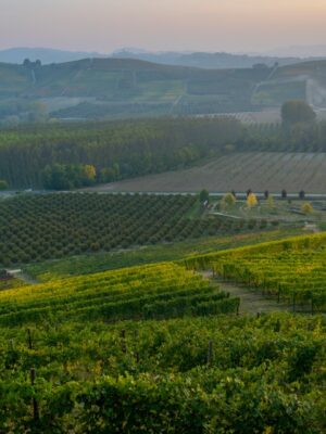 the rolling hills of vineyards in Piedmont in Alta Langa
