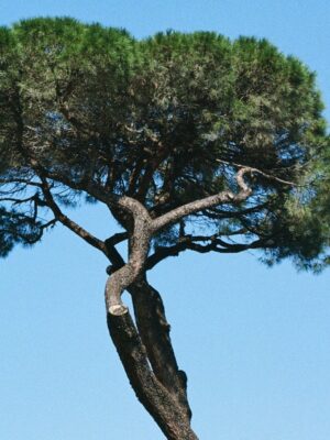 Un alto pino con un tronco contorto e una chioma densa e rotonda si staglia contro un cielo azzurro e terso.