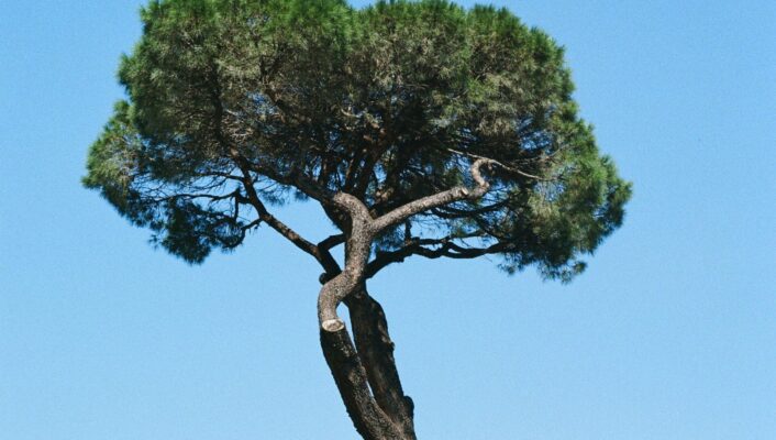 Un alto pino con un tronco contorto e una chioma densa e rotonda si staglia contro un cielo azzurro e terso.
