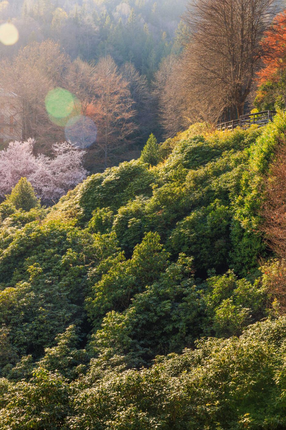 Collina soleggiata in primavera - Collina soleggiata con rigogliosi arbusti verdi, ciliegi in fiore e alberi dai rami spogli sotto un cielo mite e velato. I bagliori di sole sono visibili, creando un paesaggio primaverile sereno e tranquillo.