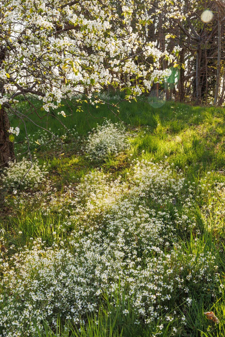 Prato illuminato dal sole sotto un albero in fiore - Un prato illuminato dal sole con macchie di fiori selvatici bianchi ed erba verde, sotto un albero ricoperto di fiori bianchi, con la luce del sole che filtra attraverso i rami sullo sfondo.