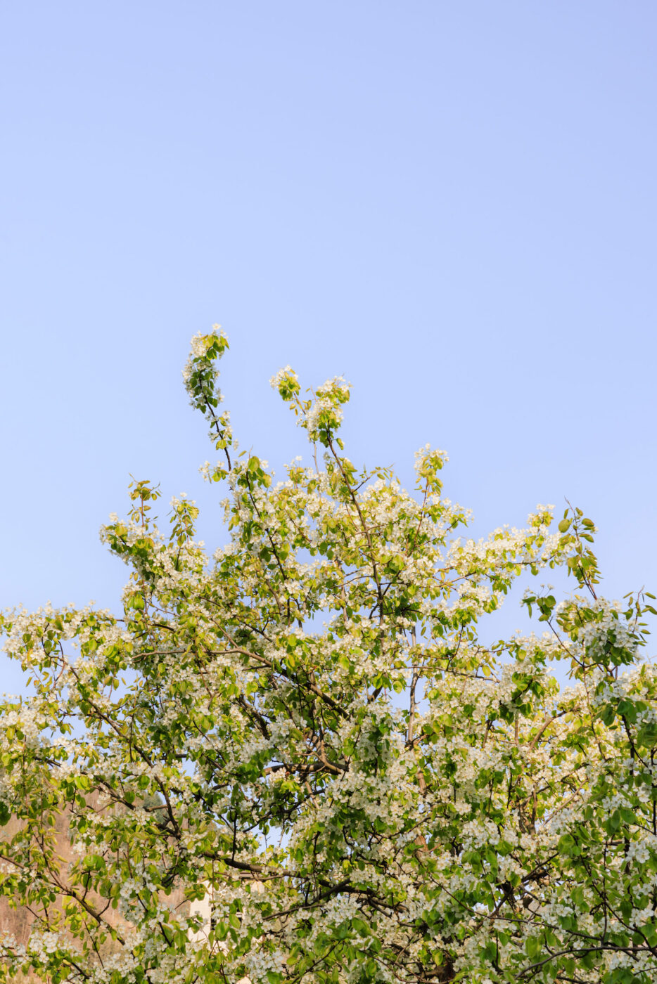 Certo! Ecco il testo alternativo formattato secondo le tue istruzioni: [Titolo dell'immagine] - Un albero in fiore con foglie verdi e grappoli di piccoli fiori bianchi si staglia contro un cielo azzurro e terso.