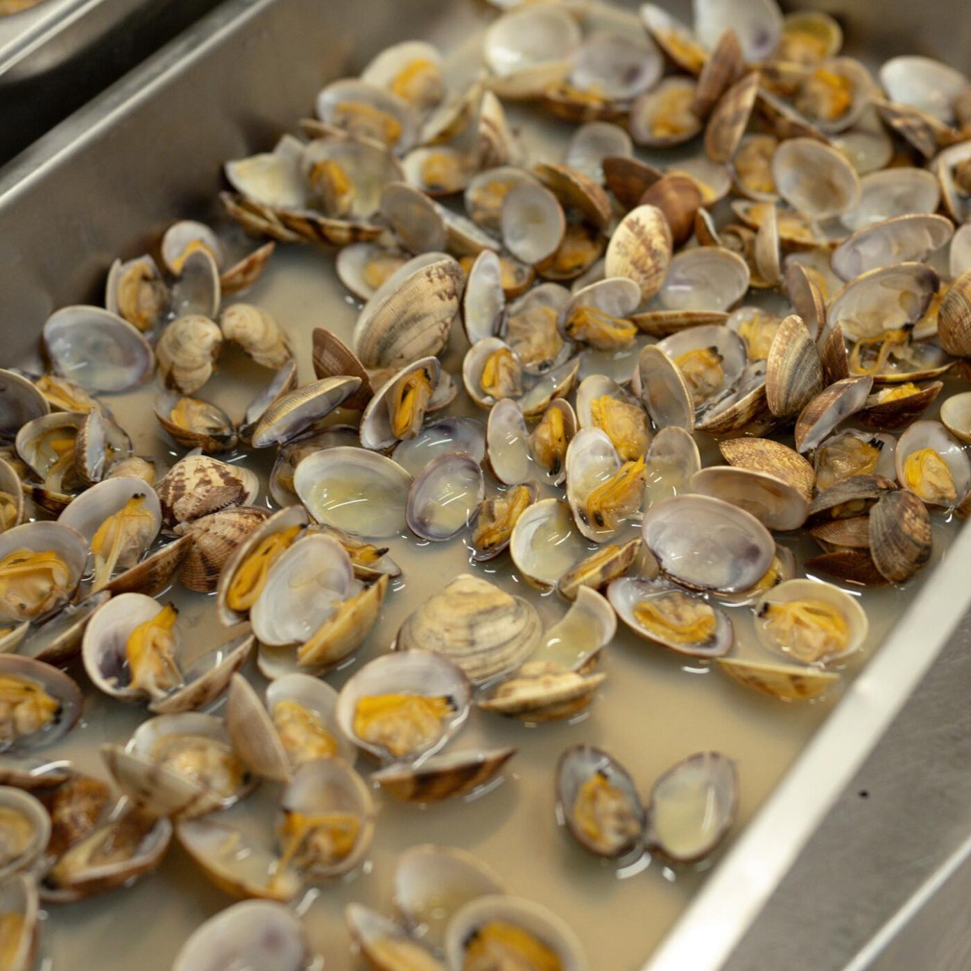 A pile of vongole from sottovento termoli