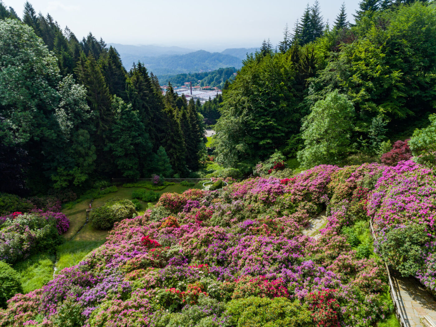 Un lussureggiante giardino collinare - Un lussureggiante giardino collinare ricoperto di fiori rosa, viola e rossi è circondato da fitti alberi verdi, con montagne e una città in lontananza visibili sotto un cielo nebbioso.