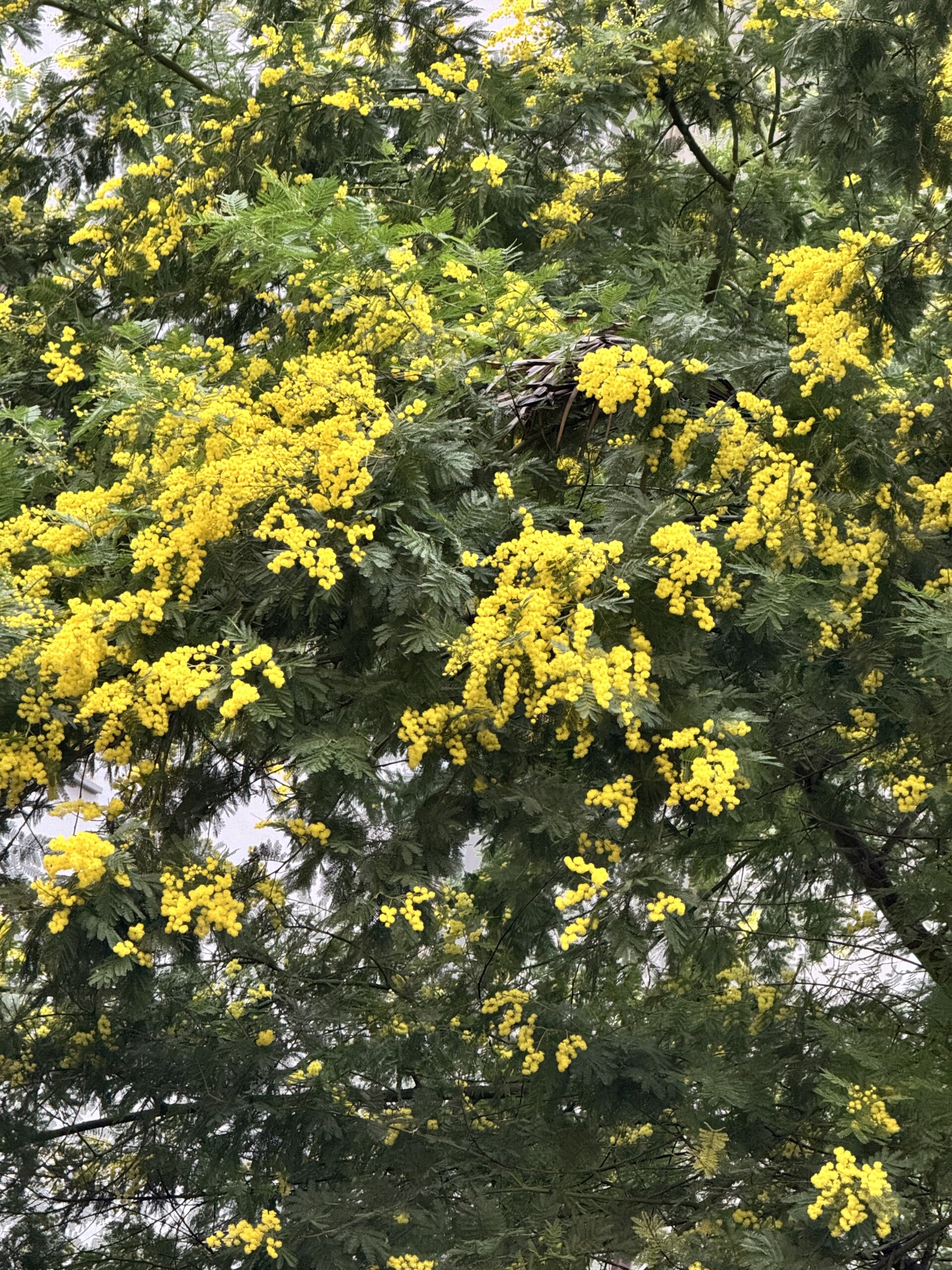 Mimosa Tree_Branches of a tree covered with clusters of bright yellow flowers and feathery green leaves, creating a dense and vibrant canopy.