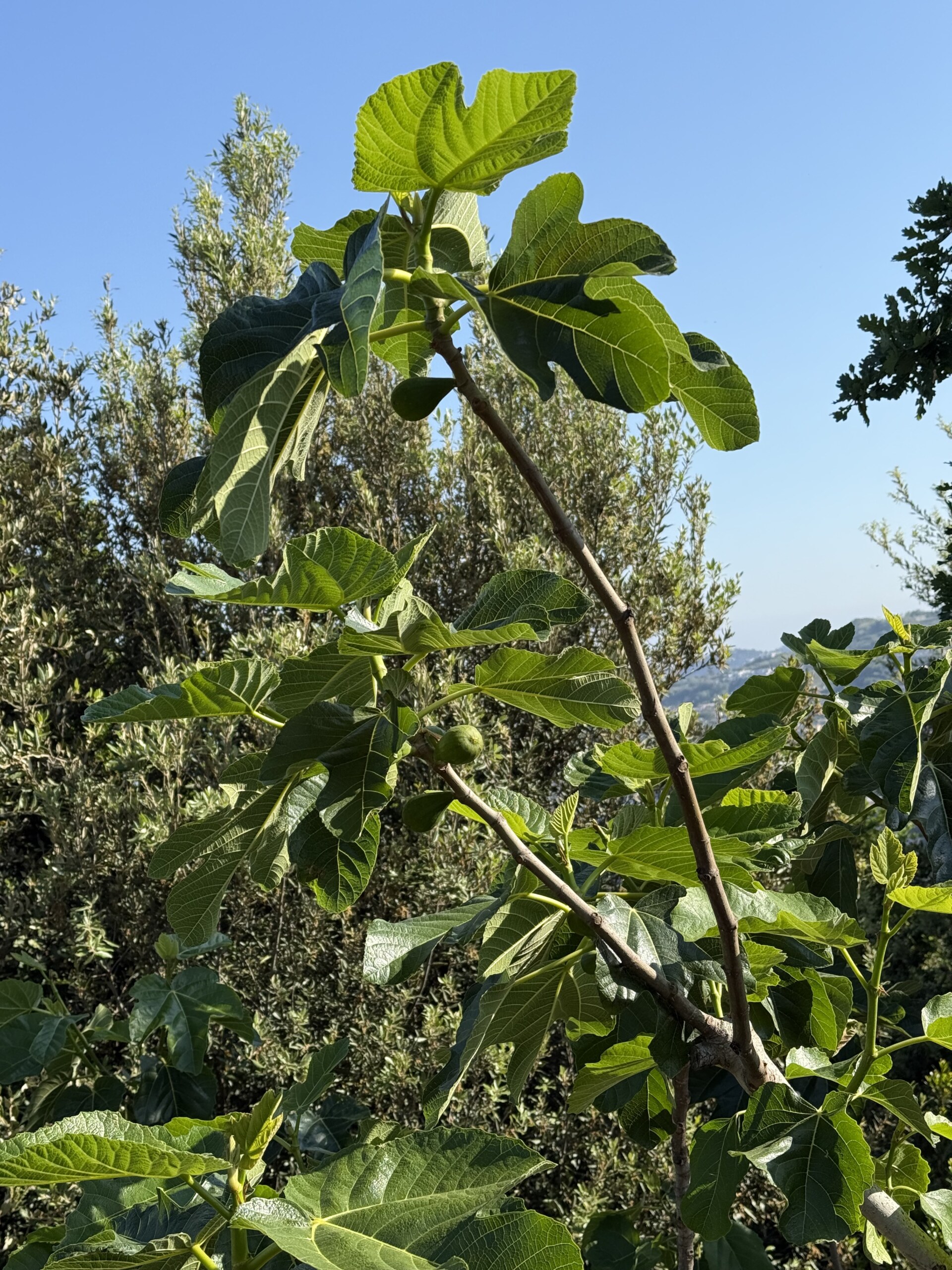 Fig tree - A fig tree branch with large green leaves and small unripe figs, set against a sunny blue sky and surrounded by other green foliage.