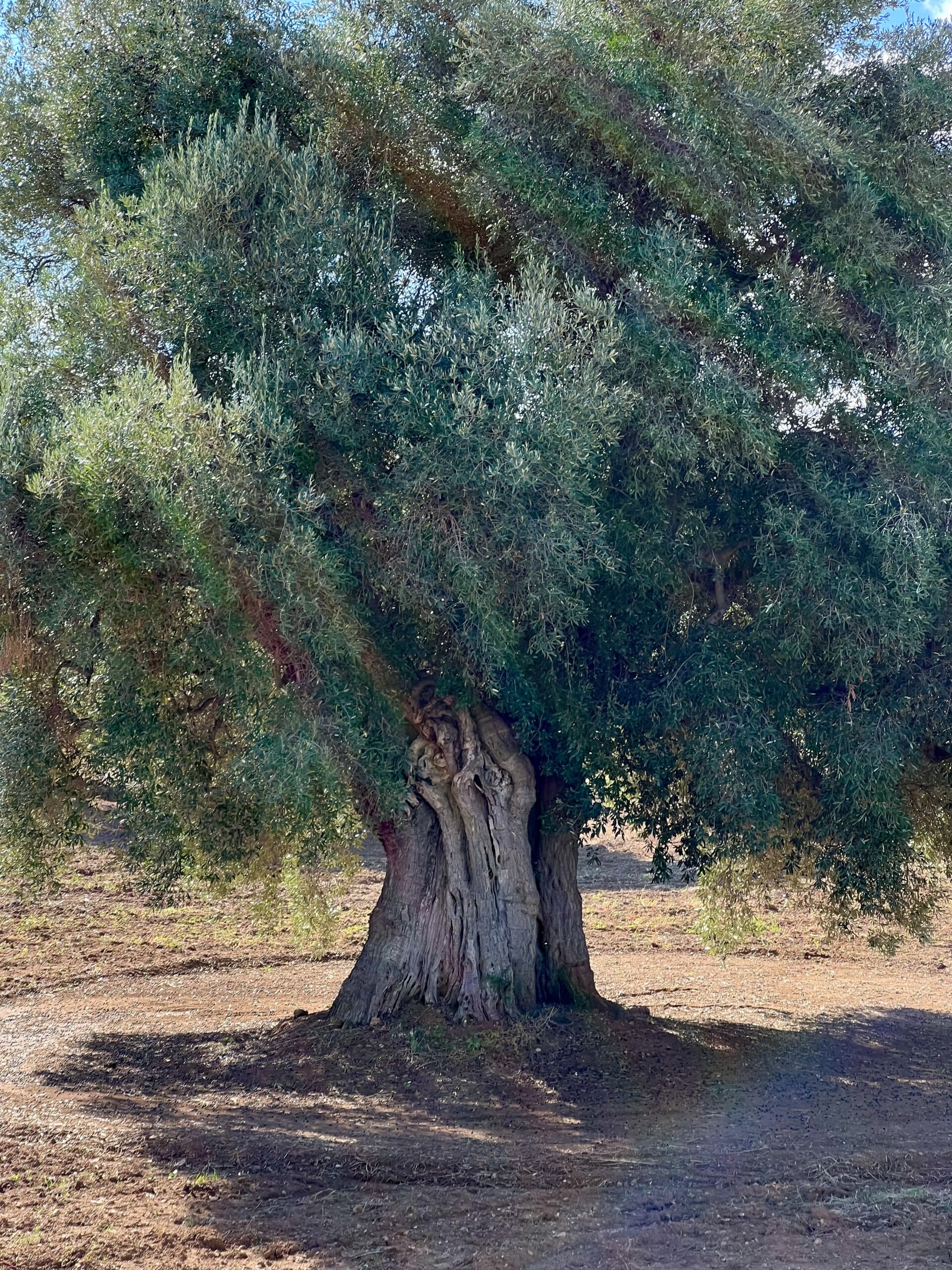 Ancient Olive Tree - A large, old olive tree with a thick, gnarled trunk and dense, green foliage stands in a sunlit, dry landscape. Sunbeams filter through the leaves, casting light across the scene.