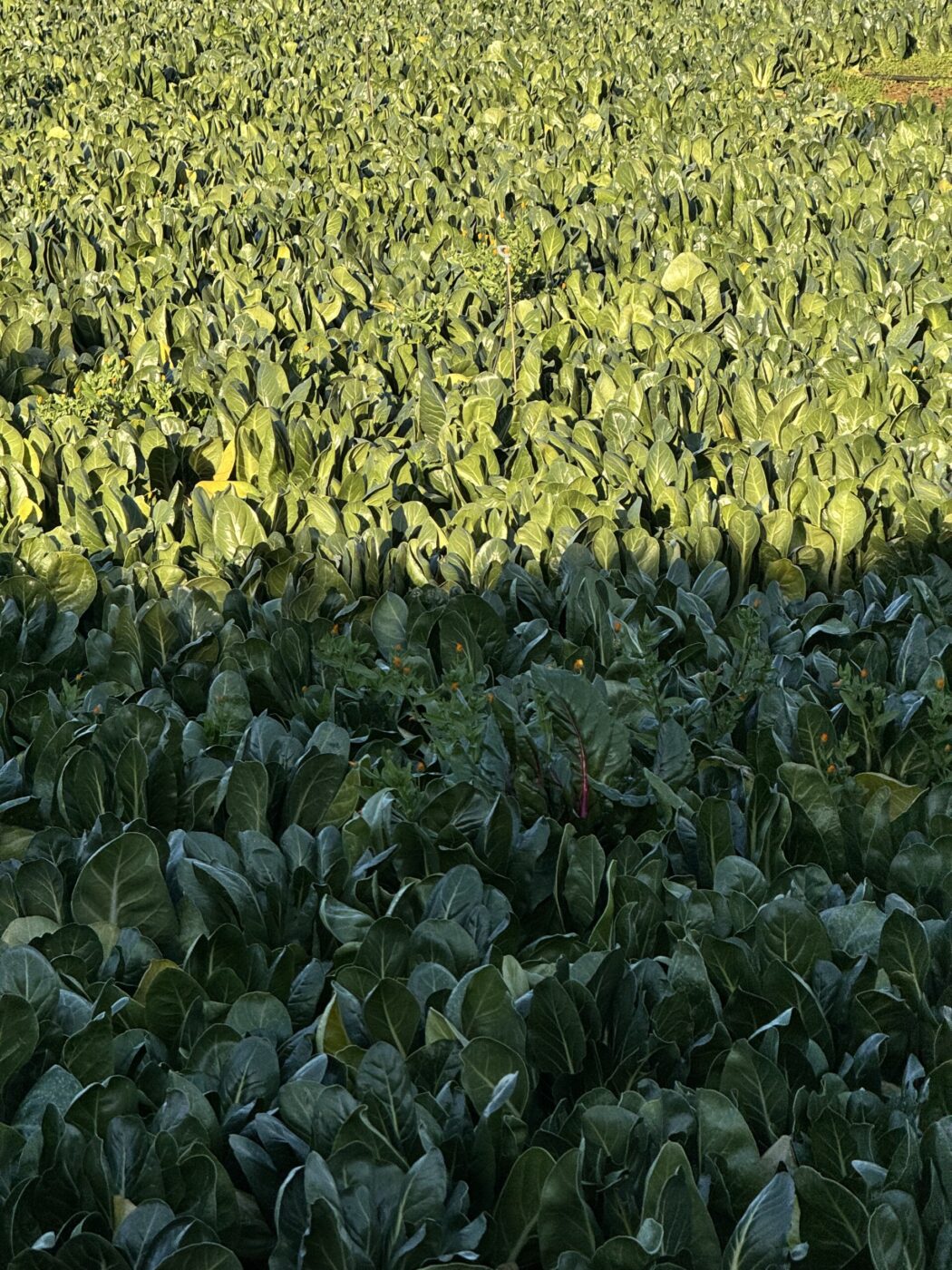A dense field of leafy green plants, possibly spinach or a similar crop, grows closely together under natural sunlight. The leaves appear healthy and vibrant, with some areas in partial shadow.