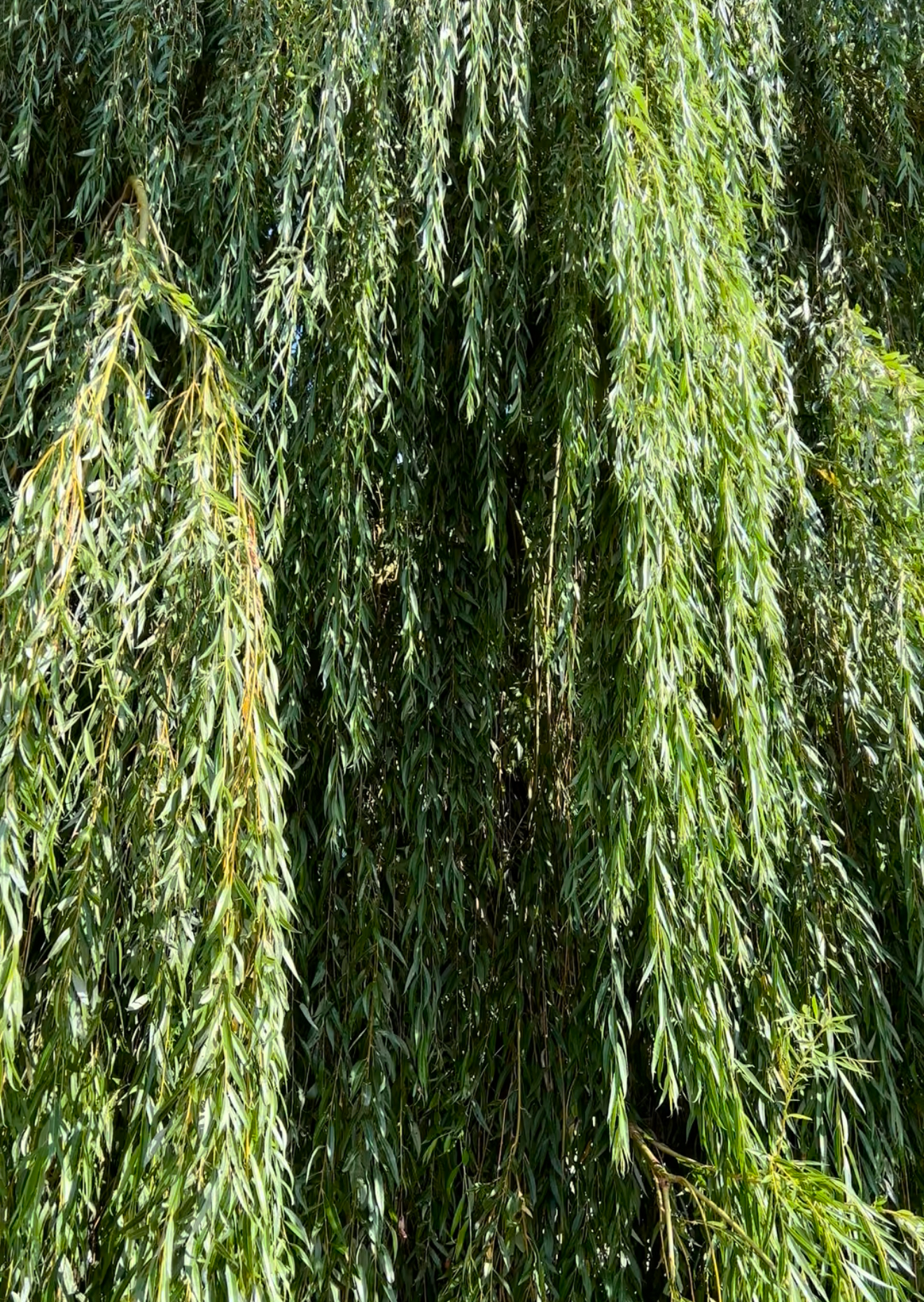 Willow - Long, slender, green willow tree branches hang down densely, covered with narrow leaves, creating a curtain-like effect in bright sunlight.