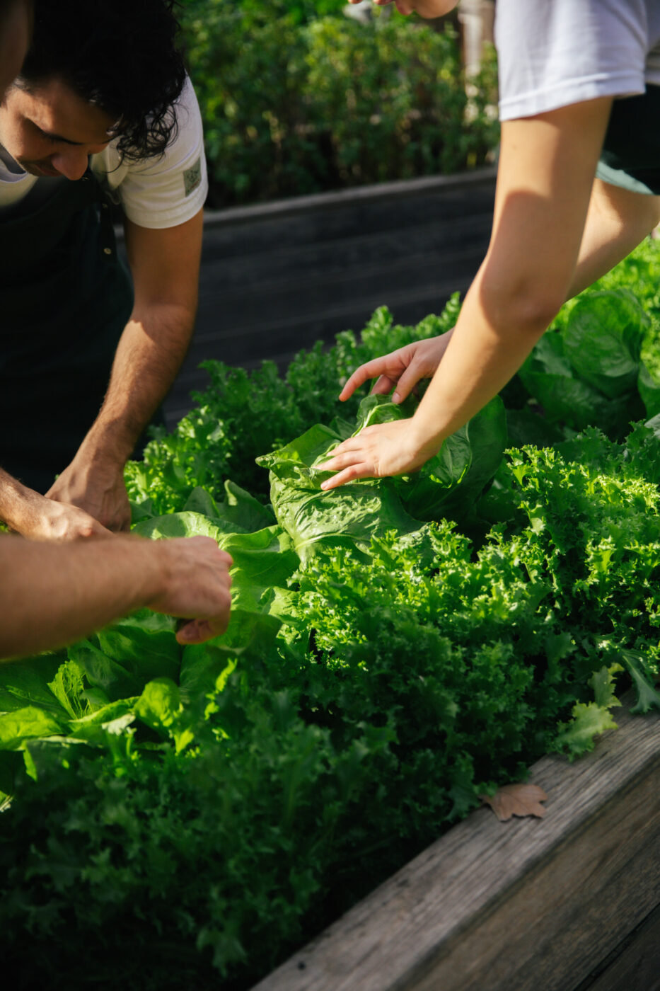 Image Title: People harvesting leafy green lettuce from a raised garden bed Alt Text: People harvesting leafy green lettuce from a raised garden bed – their hands gently picking the fresh vegetables in natural sunlight.
