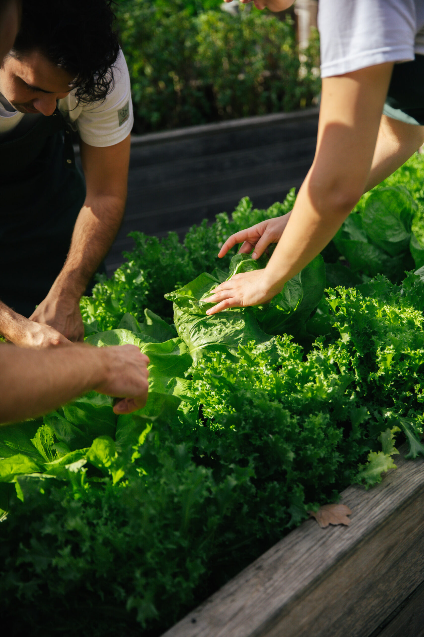 Image Title: People harvesting leafy green lettuce from a raised garden bed Alt Text: People harvesting leafy green lettuce from a raised garden bed – their hands gently picking the fresh vegetables in natural sunlight.
