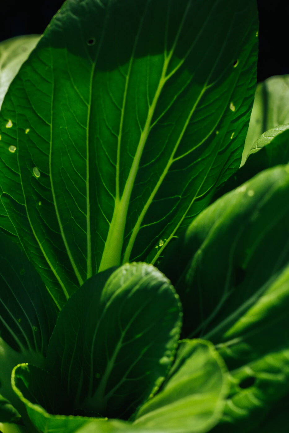 Close-up of vibrant green leafy vegetable, possibly bok choy, with sunlight highlighting the veins and textures of the leaves. Some small holes are visible, likely from insects.