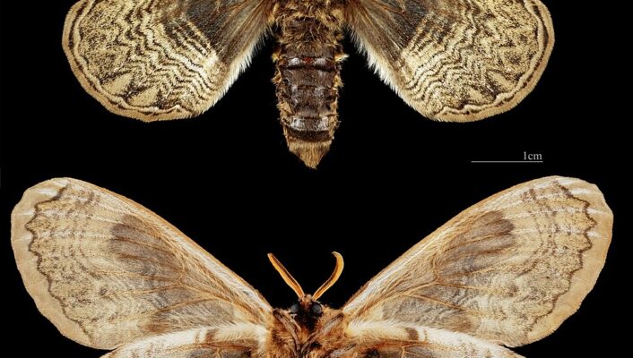 Brahmaea europaea moth _ Two brown moths with detailed, patterned wings are displayed on a black background; the top moth has darker, more contrasting patterns, while the bottom moth’s wings are lighter and more muted. A 1cm scale is visible for reference.