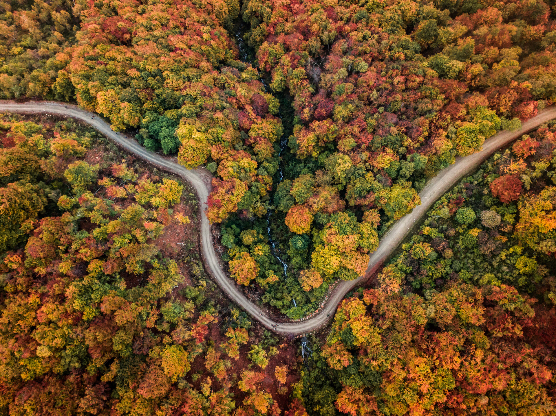 Una strada sterrata tortuosa attraversa una fitta foresta di alberi con foglie autunnali che, viste dall'alto, presentano sfumature di verde, rosso e arancione.