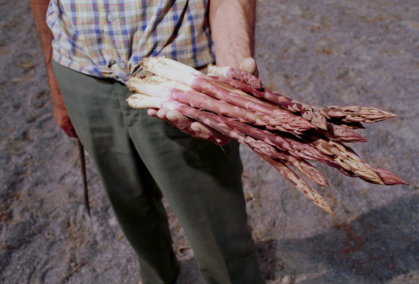 A person wearing a plaid shirt and green pants holds a handful of freshly harvested purple asparagus outdoors.