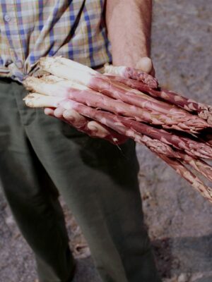 Una persona che indossa pantaloni verdi e una camicia a quadri tiene in mano un mazzo di asparagi viola e bianchi appena raccolti all'aperto.