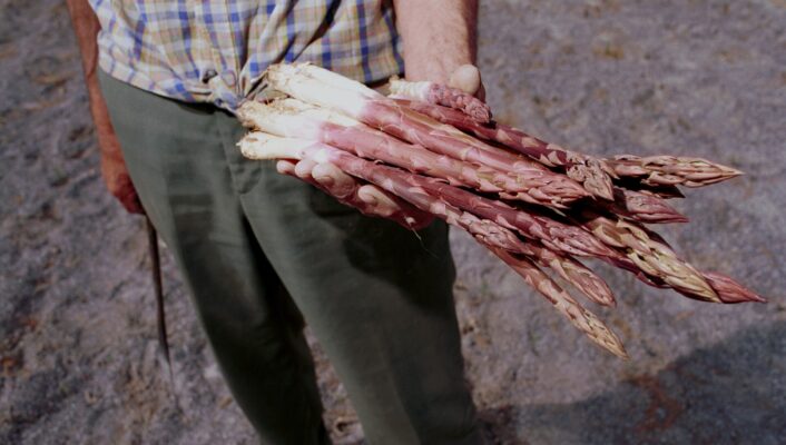 A person wearing a plaid shirt and green pants holds a handful of freshly harvested purple asparagus outdoors.