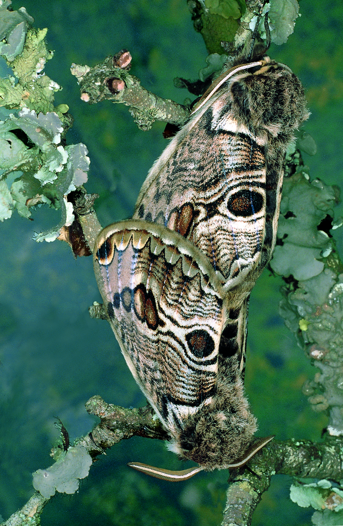 [Nessun titolo dell'immagine presente] - Due grandi falene marroni con intricati motivi a forma di occhio sulle ali si stanno accoppiando aggrappate a un ramo di albero ricoperto di licheni su uno sfondo verde sfocato.