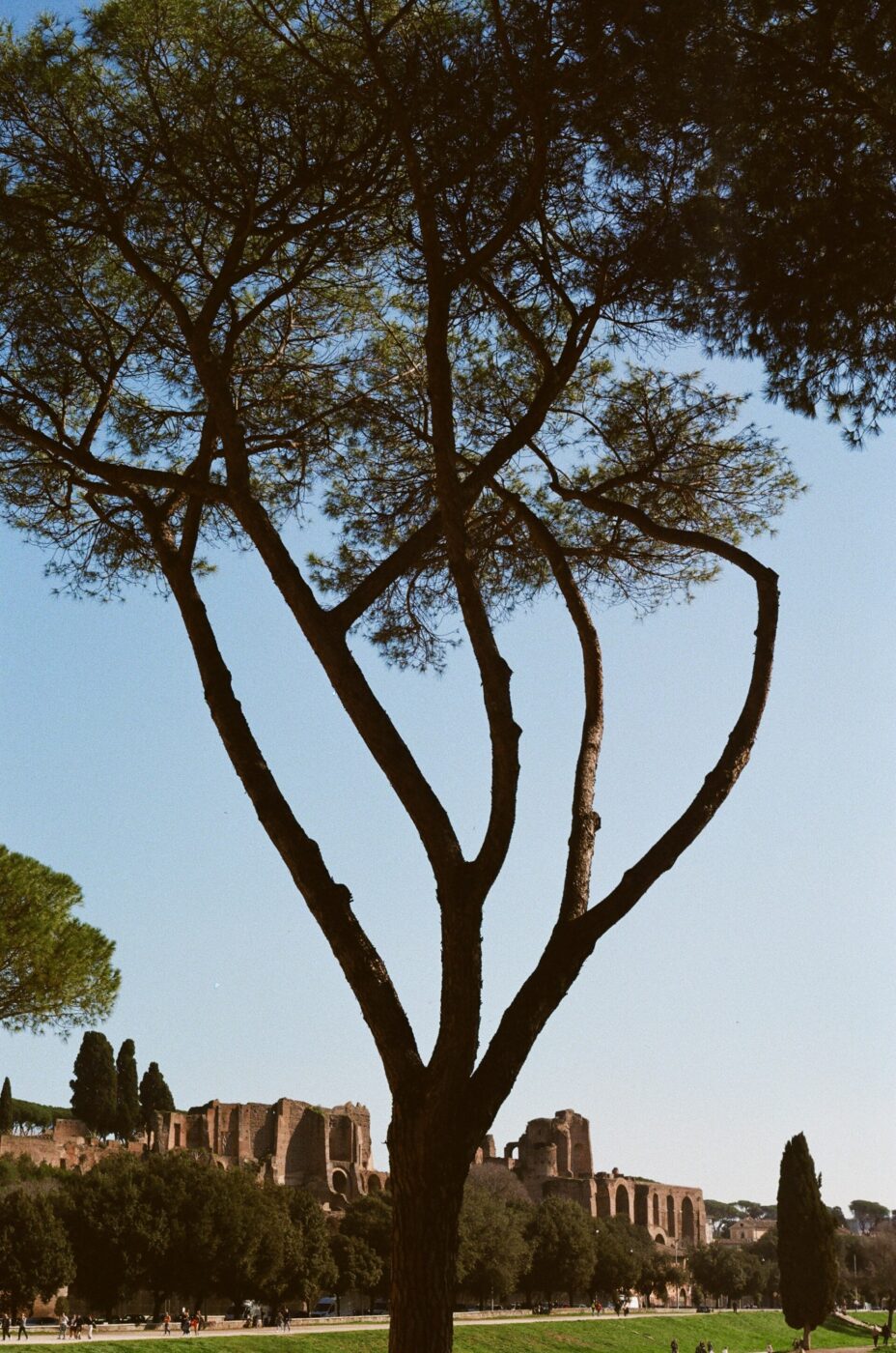 A tall, slender tree with spreading branches stands in the foreground, with ancient Roman ruins and lush greenery visible in the background under a clear blue sky.