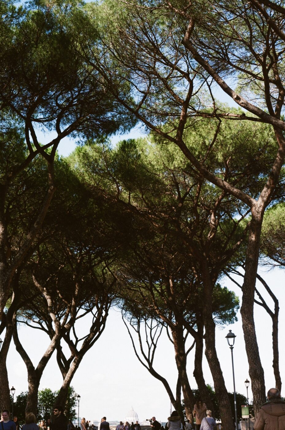 Tree-Lined Pathway_Rome_Tall, leafy trees with intertwining branches line a pathway filled with people. The trees create a green canopy, letting patches of blue sky and sunlight through. Lamp posts are seen along the path.