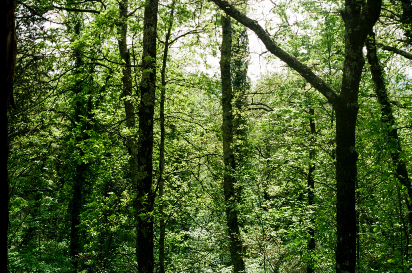 Dense green forest with tall trees and lush foliage, sunlight filtering through the leaves, creating a vibrant and serene natural scene.