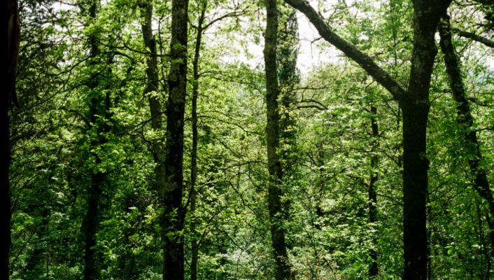 Dense green forest with tall trees and lush foliage, sunlight filtering through the leaves, creating a vibrant and serene natural scene.