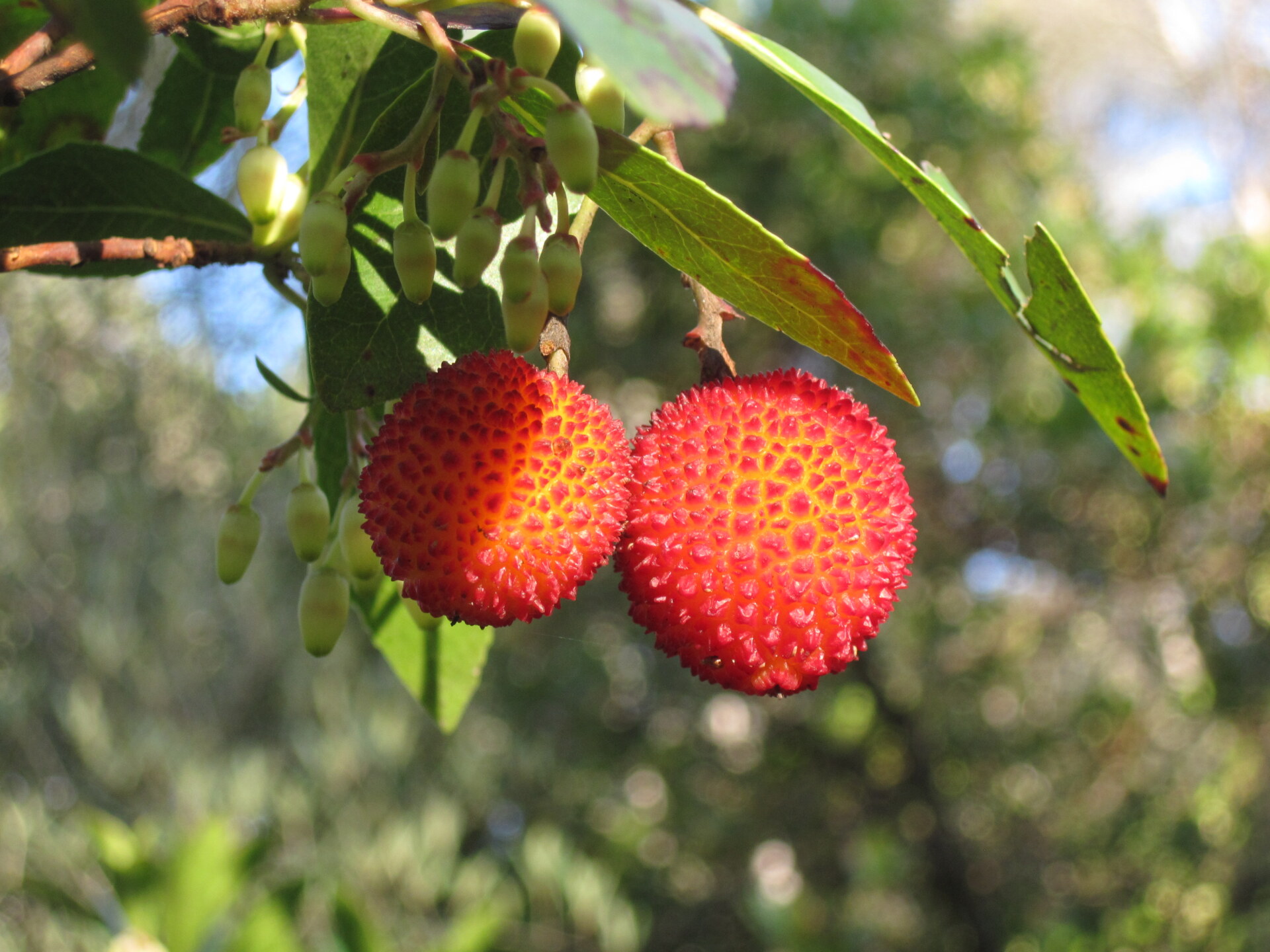 Strawberry - Two round, red, spiky fruits hang from a leafy branch in sunlight, surrounded by clusters of small green buds and blurred greenery in the background.