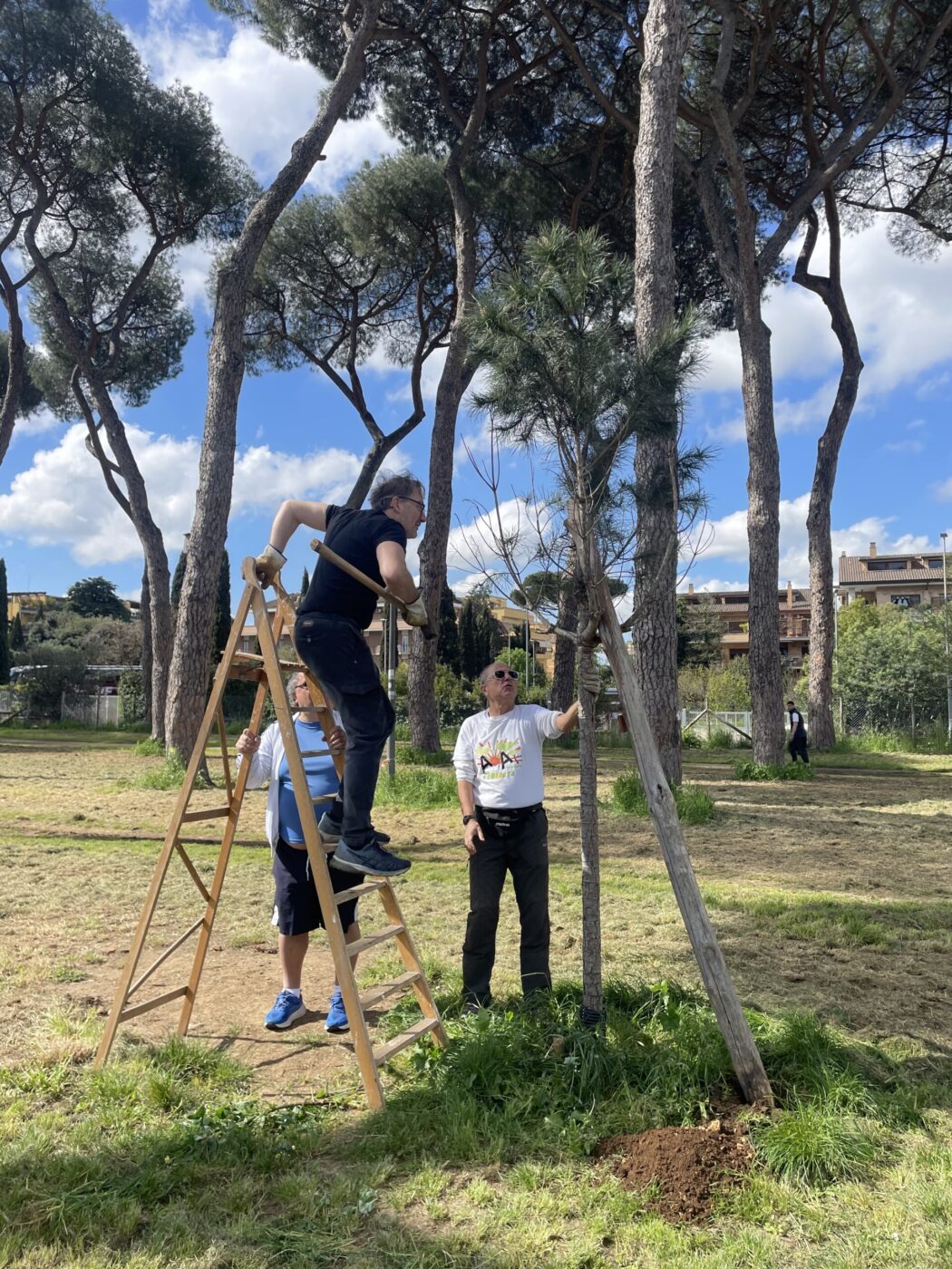 Three people tend to a young tree outdoors; one stands on a ladder inspecting the tree, while the other two stand on the ground, one pointing at the tree. Tall pine trees and buildings are visible in the background.