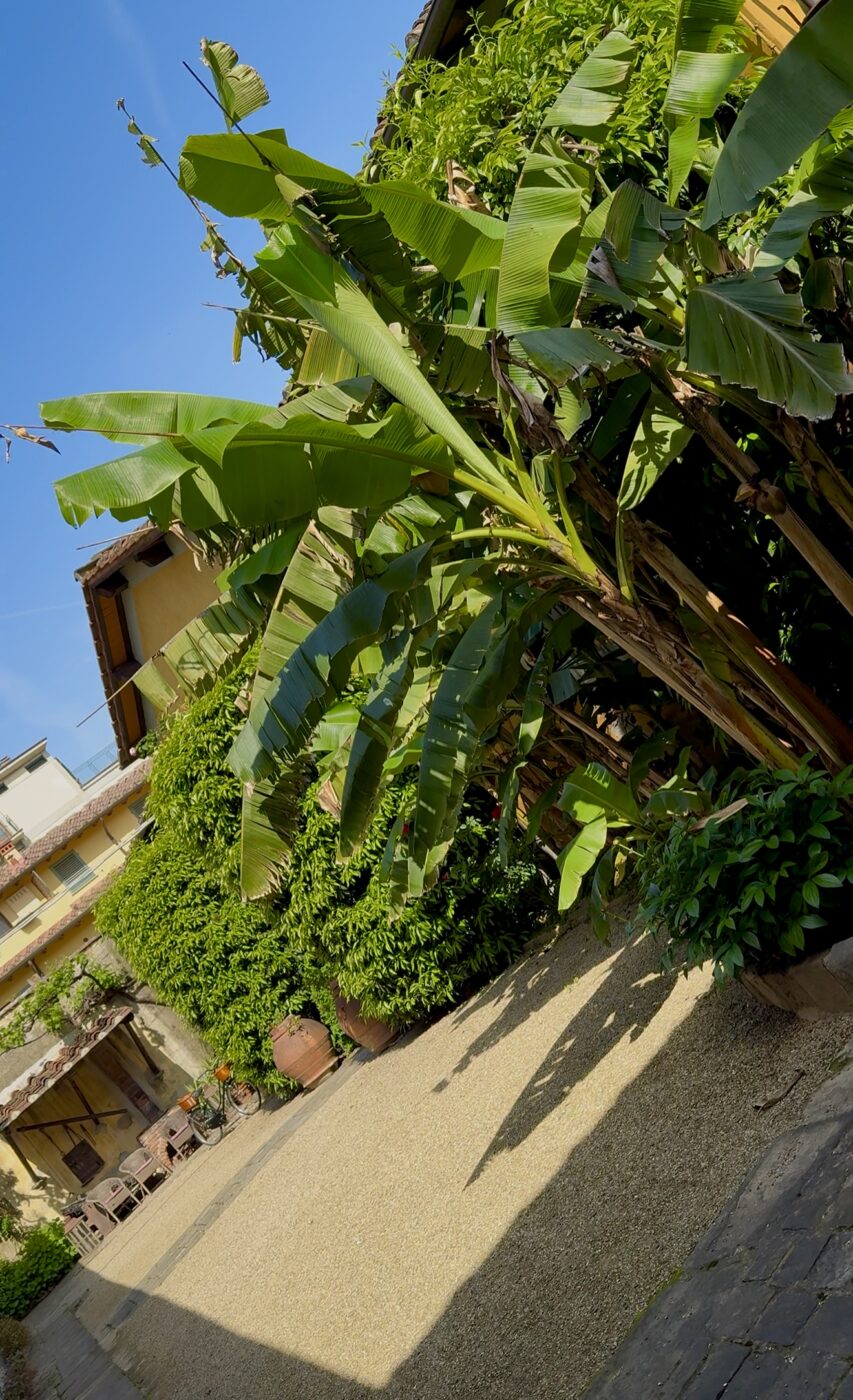[Titolo dell'immagine] - Un cortile soleggiato con alte piante di banano, terreno ghiaioso, cespugli verdi e alcune sedie vicino a un edificio rustico con tetto di tegole e pareti gialle.